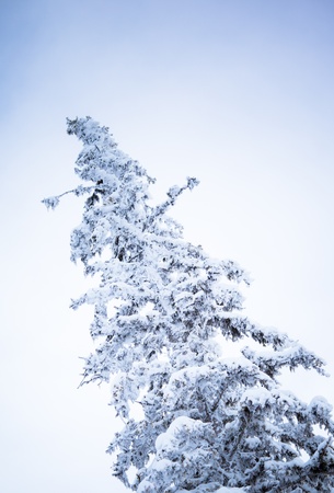 A cold scene in winter of snow covered spruce treesの写真素材