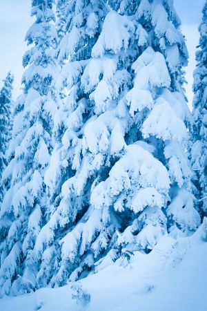 A cold scene in winter of snow covered spruce treesの写真素材