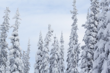 A cold scene in winter of snow covered spruce treesの写真素材