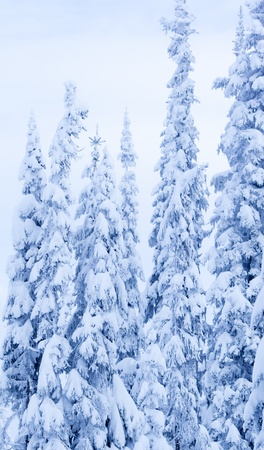 A cold scene in winter of snow covered spruce treesの写真素材