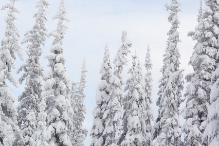 A cold scene in winter of snow covered spruce treesの写真素材
