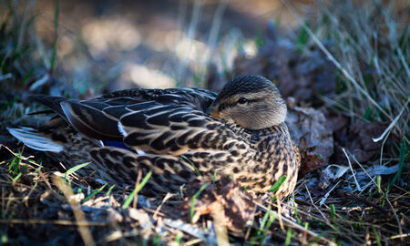 Mallard duck on the lake in summerの写真素材