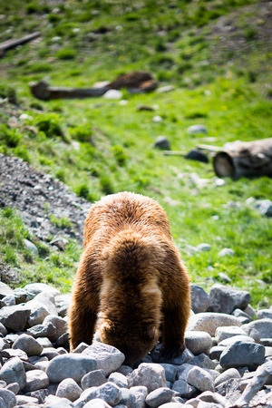 Full body profile of a big female Grizzly bearの写真素材