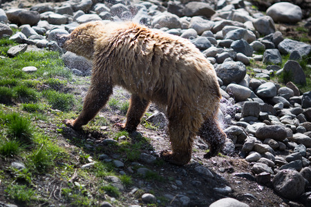 Full body profile of a big female Grizzly bearの写真素材