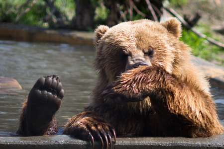 Full body profile of a big female Grizzly bearの写真素材