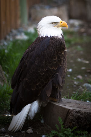 Bald eagle (Haliaeetus leucocephalus), the national emblem of the United States.の写真素材