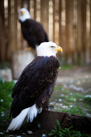 Bald eagle (Haliaeetus leucocephalus), the national emblem of the United States.の写真素材