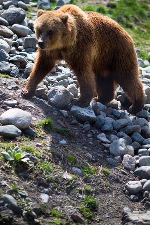 Full body profile of a big female Grizzly bearの写真素材