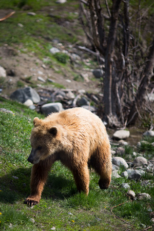 Full body profile of a big female Grizzly bearの写真素材