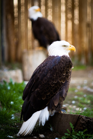 Bald eagle (Haliaeetus leucocephalus), the national emblem of the United States.の写真素材