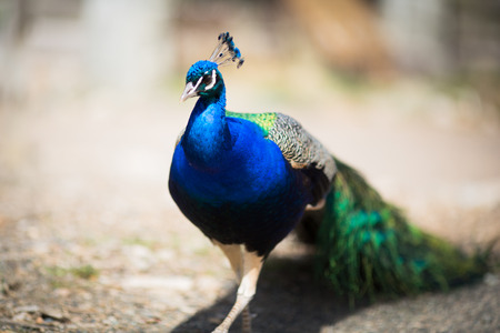 Beautiful male peacock lying on green lawn atracting female.の写真素材