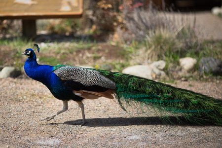 Beautiful male peacock lying on green lawn atracting female.の写真素材