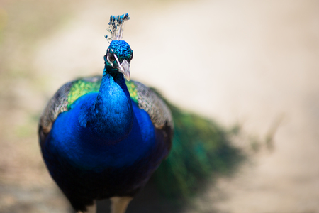 Beautiful male peacock lying on green lawn atracting female.の写真素材