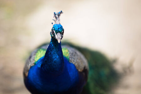 Beautiful male peacock lying on green lawn atracting female.の写真素材