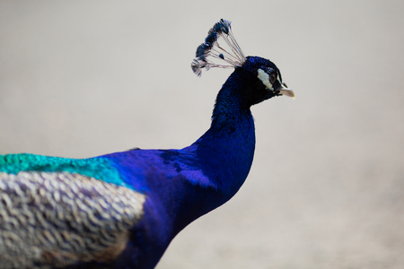 Beautiful male peacock lying on green lawn atracting female.の写真素材