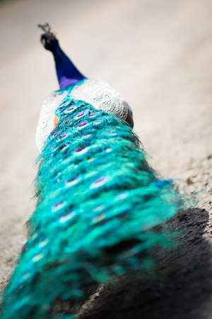 Beautiful male peacock lying on green lawn atracting female.の写真素材