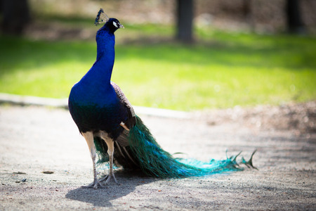 Beautiful male peacock lying on green lawn atracting female.の写真素材