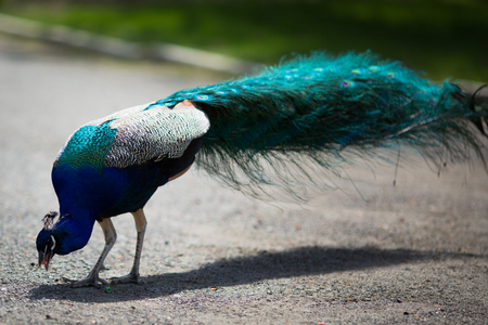Beautiful male peacock lying on green lawn atracting female.の写真素材