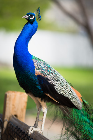 Beautiful male peacock lying on green lawn atracting female.の写真素材
