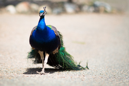 Beautiful male peacock lying on green lawn atracting female.の写真素材