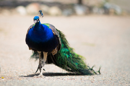 Beautiful male peacock lying on green lawn atracting female.の写真素材