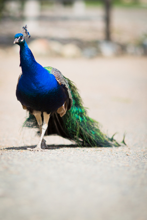 Beautiful male peacock lying on green lawn atracting female.の写真素材