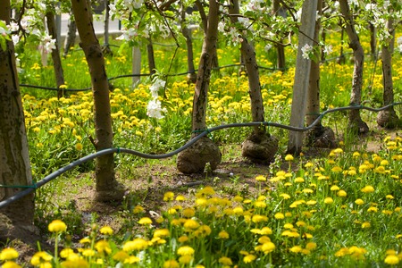 Drip irrigation system.の写真素材
