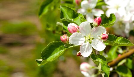 Apple tree blossoms.Close up. Free space for a textの写真素材