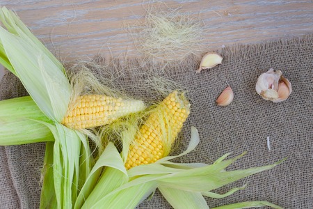 Fresh picked up corn cobs and cloves of garlic on a sackclothの写真素材