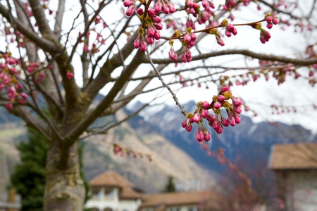 Pink flower buds with mountains backgroundの写真素材