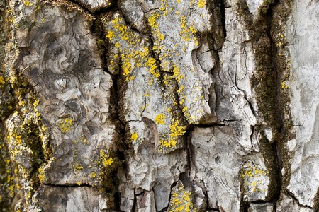 Old walnut tree bark covered by yellow moos. Background.