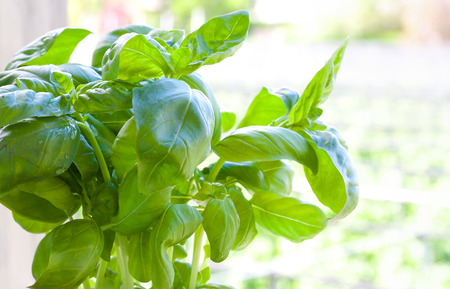 Fresh basil in the pot. Garden as a backgroundの写真素材