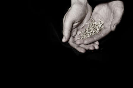 Palm of a peasant woman with oat grains on a black fabric. Closeupの写真素材