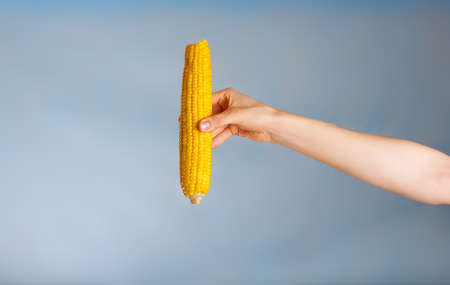 Hand with a corn cob on a blue background. Closeupの写真素材