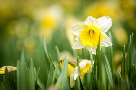 Beautiful yellow daffodils