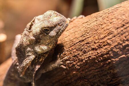 brown reptile climbing and sitting on the wooden tree branch at the day