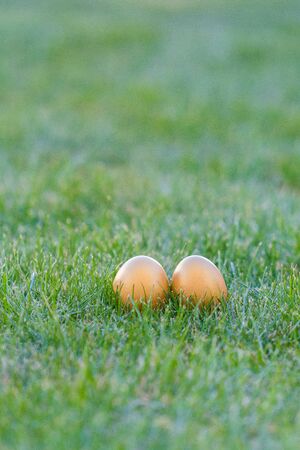 colorful easter eggs lying in the backyard grass. with copyspace