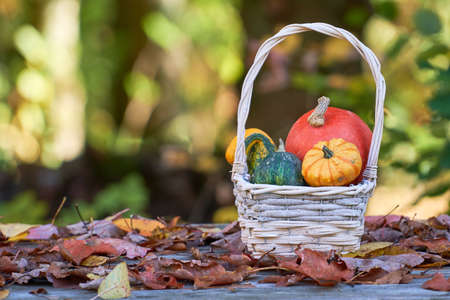 wooden basket with colorful pumpkins on the table covered with colorful foliageの写真素材