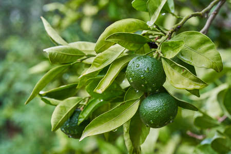 Green tangerines on a branch with leaves after rain.の写真素材