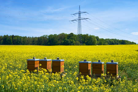 bee hives in the raps feald at suny day and blue sky. Baden Wuerttemberg