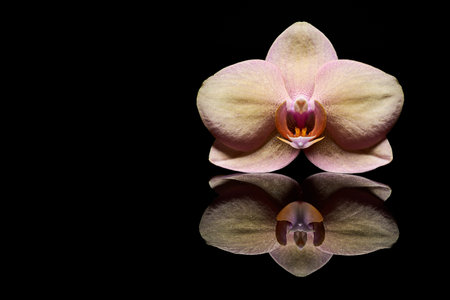 Macro shot of a flowering orchid reflected in a black surface.