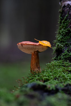 Gyroporus castaneus. chestnut bolete. moosの写真素材