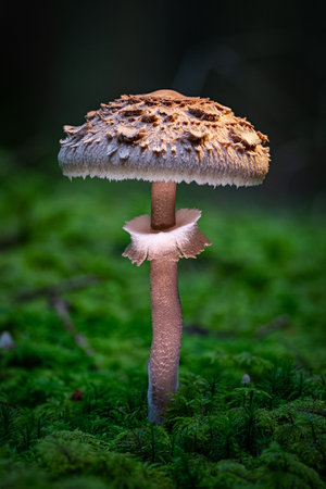 Parasol mushroom. Macrolepiota procera or Lepiota procera. growing in forestの写真素材