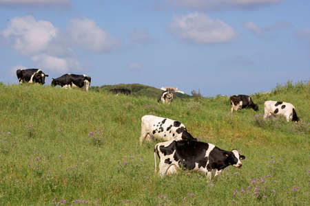 Herd of cows. "Lloc" de BinÃ­alcalÃ .Es Mercadal.Menorca.Reserve of the Biosphere.Illes Balears.EspaÃ±a.のeditorial素材