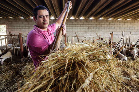Sheep cattle for the artisan manufacture of Binibeca cheese by Jaume Pons - Mahon artisan designation of origin - Alcaiduset farm, Alaior, Menorca, Balearic Islands, Spain, Europe.のeditorial素材