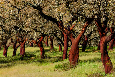 Uncorked cork trees, Quercus suber, Os Almendres, Evora district, Alentejo, Portugal, europeのeditorial素材
