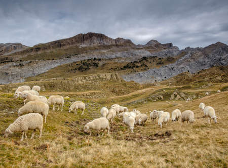 flock of sheep, Linza, Natural Park of the Western Valleys, Huesca, Pyrenees mountain range, Spain, Europeのeditorial素材