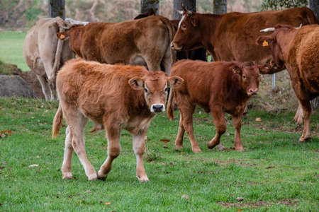 herd of cows and calves at a waterhole, Santo Domingo de Silos, Burgos province, Spainのeditorial素材
