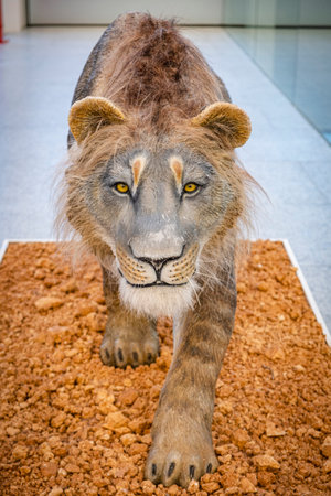 cave lion, Pantera Spelaea, Museum of Human Evolution, MEH, Burgos, Spainのeditorial素材