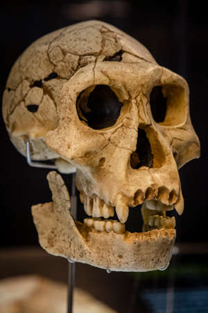Homo neanderthalensis, Museum of Human Evolution, MEH, Burgos, Spain